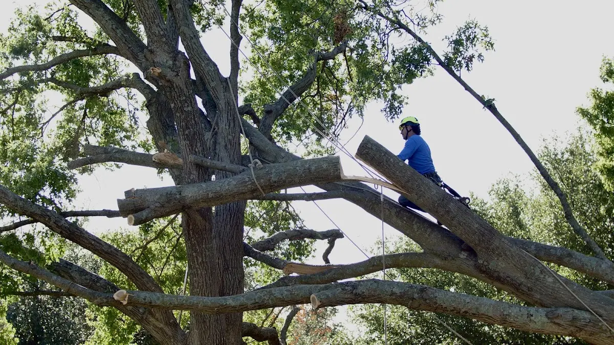 Professional Hazardous Tree Removal performed by certified arborists in Roscoe