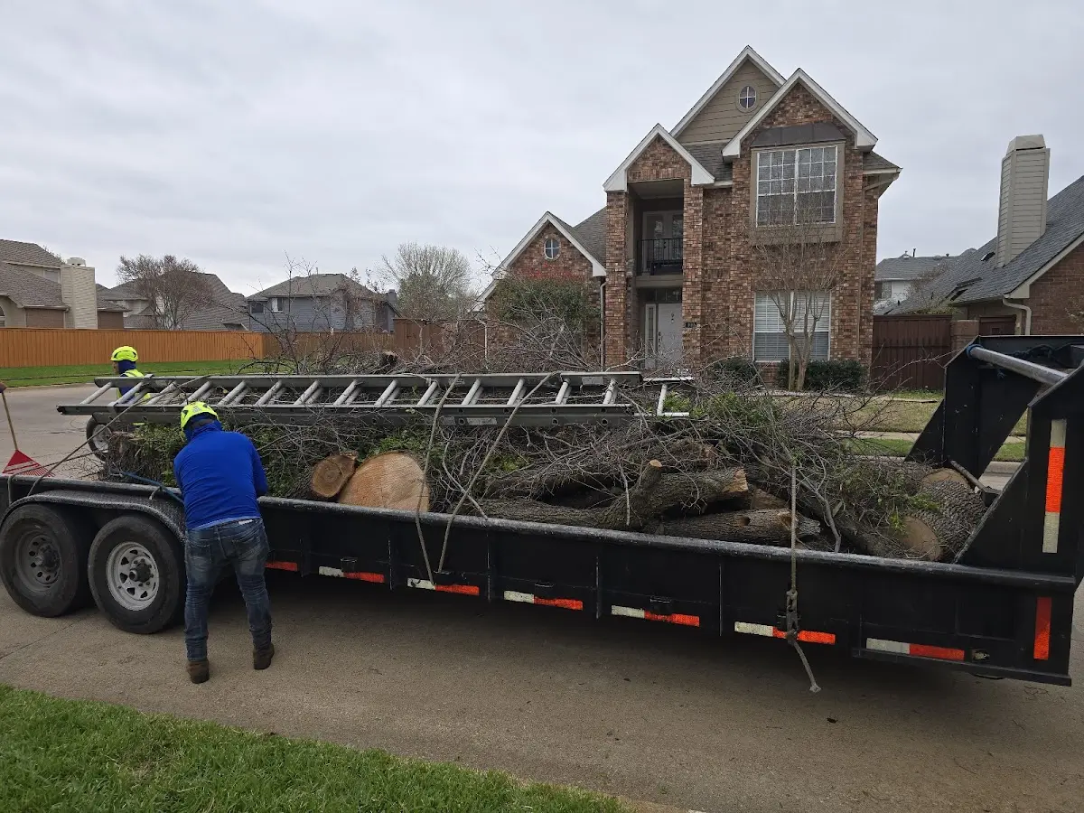 Expert Tree Pest Control with proper safety equipment in Roscoe